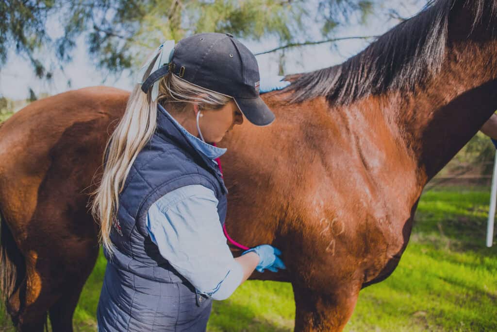 Equine Surgery