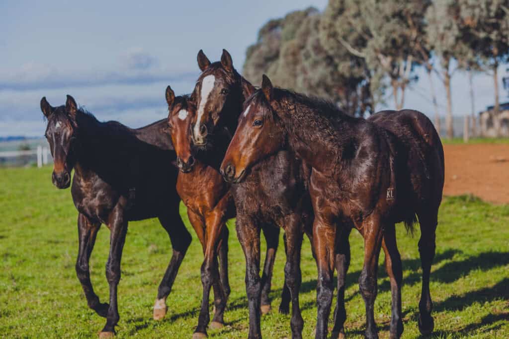 Foalings & Neonatal Care
