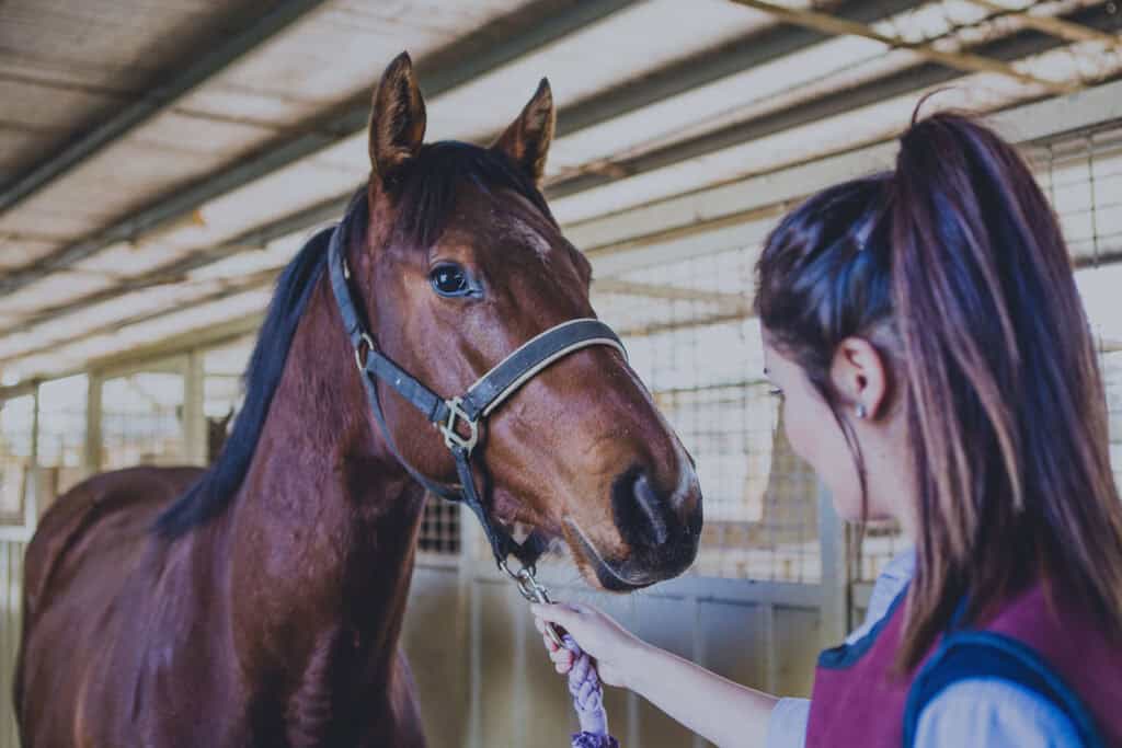 Racetrack Veterinary Services