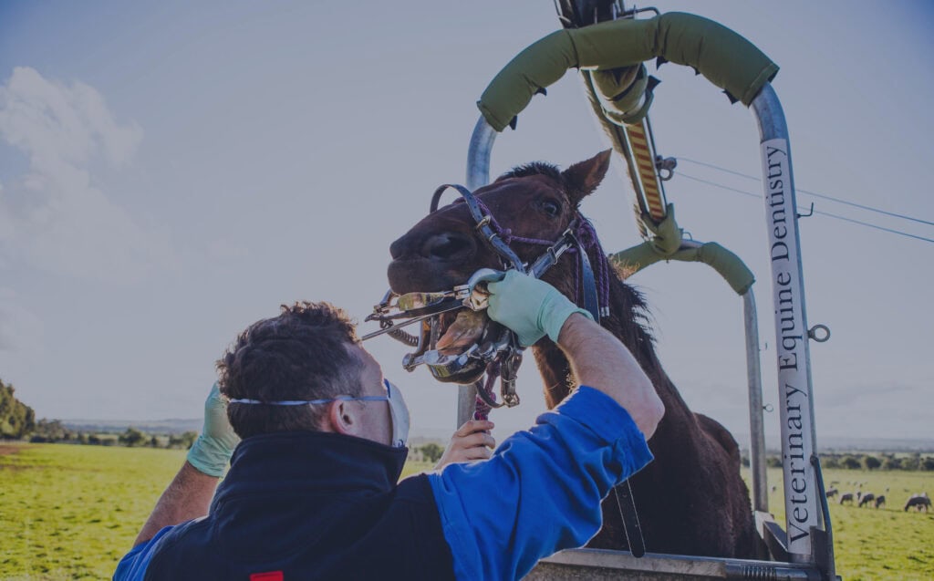 Equine Dentistry